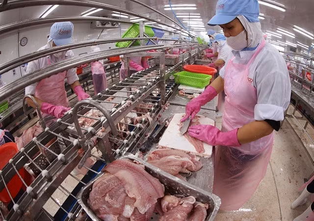 Tra fish processed for export. Developing an FTA ecosystem is a strategic move to strengthen integration capacity and create momentum for trade and economic growth. — VNA/VNS Photo Vũ Sinh