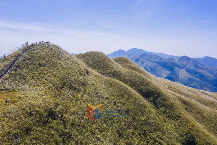 Lớp lớp sóng cỏ lau – Gió khẽ lay, từng đợt cỏ lao xô nhau như những con sóng mềm mại giữa đại ngàn.