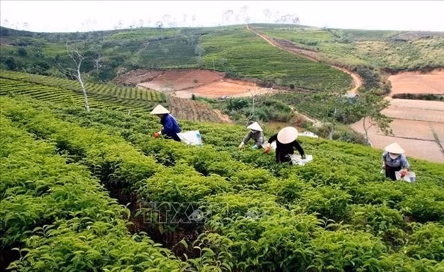 By 2025, Lâm Đồng Province’s tea cultivation area shrinks to about 12,000 ha of raw material zones. — VNA/VNS Photo