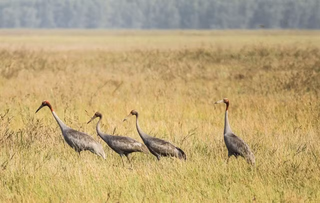 The red-crowned crane conservation project reflects the strong and determined commitment of Đồng Tháp Province. VNA/VNS Photo