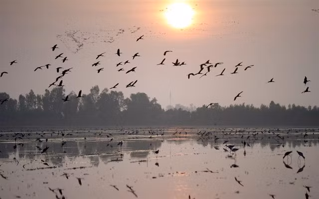 Tràm Chim National Park is one of the few remaining valuable inland wetland areas of the Đồng Tháp Mười region. VNA/VNS Photo