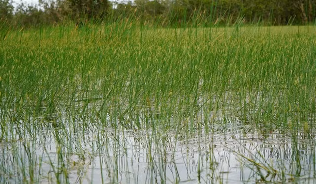 Tràm Chim National Park has long been a renowned destination for agricultural and ecological tourism. VNA/VNS Photo