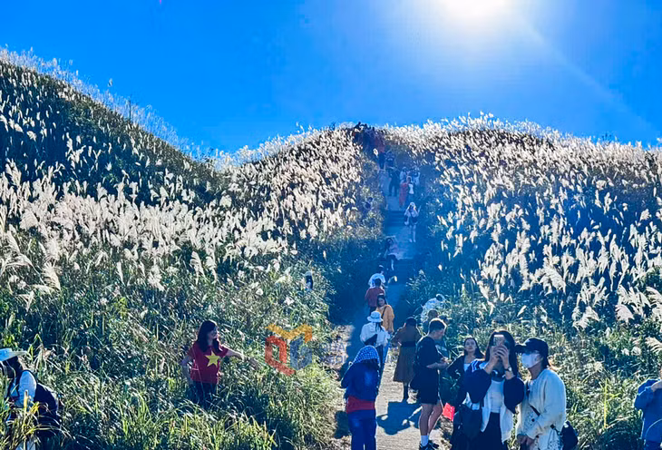 Lung linh giữa đại ngàn cỏ lau – Sắc trắng tinh khôi hòa cùng ánh sáng tạo nên khung cảnh huyền ảo.