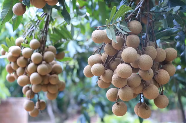 Hưng Yên Province has exported many consignments of longan to the EU. Việt Nam hopes to take advantage of its free trade agreement to boost exports to the EU this year. —VNA/VNS Photo Đinh Tuấn