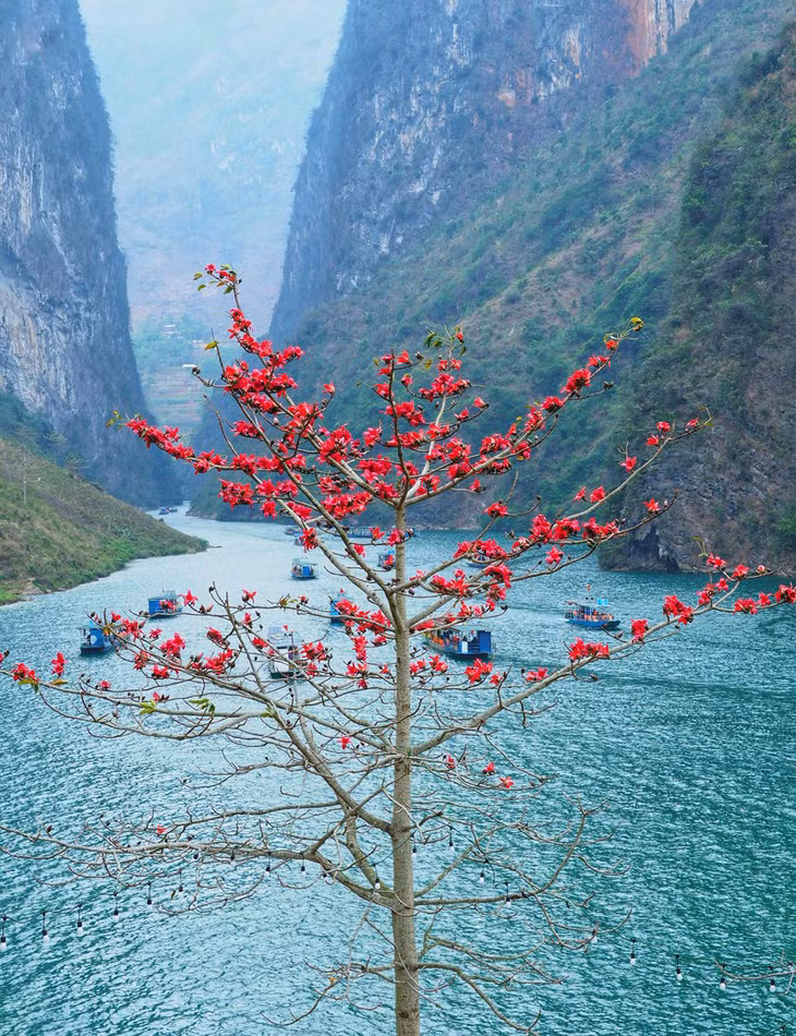 Spring's palette unveils Ha Giang's blooms