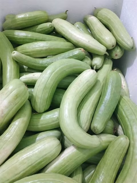Newly harvested long melons used to make pickles. Photo thainguyen.gov.vn