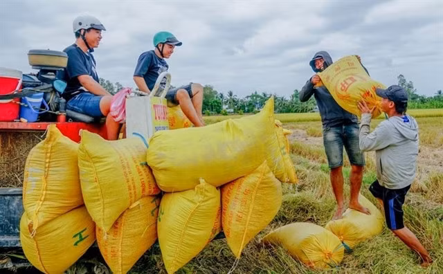 According to a report from the Ministry of Agriculture and Environment, in the first five months of the year, Việt Nam exported a total of 4.5 million tonnes of rice. Photo vnbusiness.vn