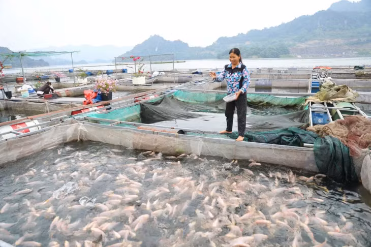 KEY WORK: A farmer takes care of her fish cage in Hòa Bình Lake.