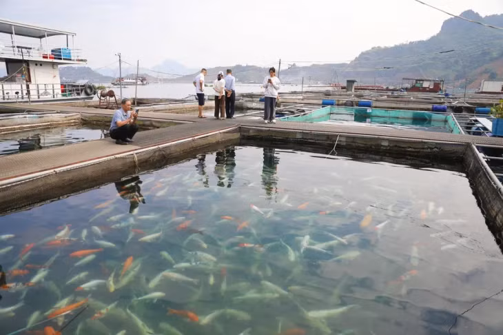 LAKE VIEW: Tourists are interested in fish raised in the lake. VNS Photos Đoàn Tùng