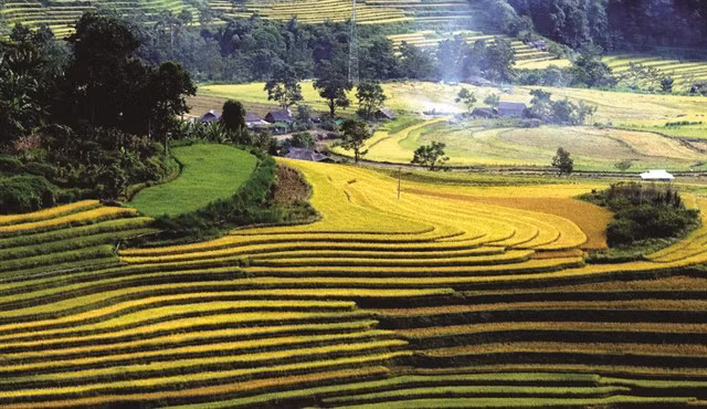 Tả Lèng Commune, Tam Đường District enters the rice harvest season when terraced rice fields ripen, creating beautiful yellow and green carpets. - VNA/VNS Photo Quý Trung