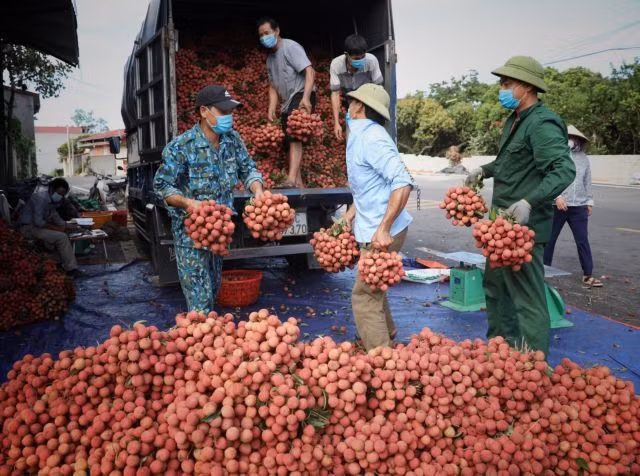 Bắc Giang estimates lychee output at about 180,000 tonnes this year, harvesting from May 20 until July 20.
