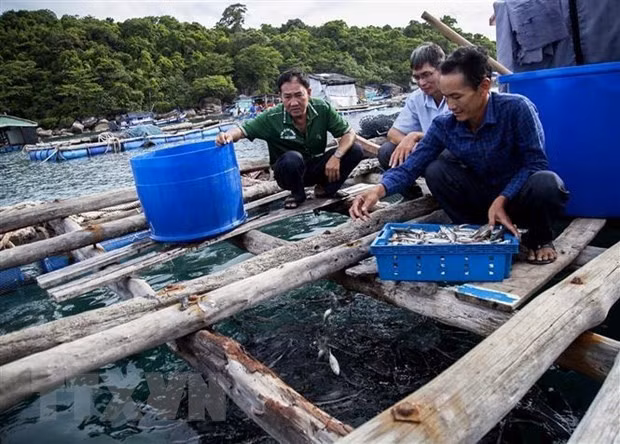 A caged fish farm on Thổ Châu Island Commune, Phú Quốc District, in the southern province of Kiên Giang.