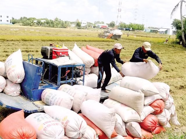 Việt Nam's rice exports reached 1.48 million tonnes, earning US$715 million.