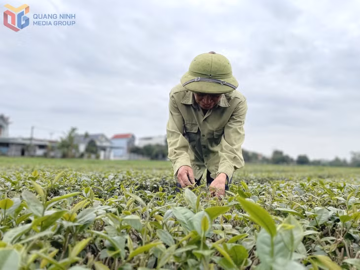 The VietGAP tea plantation of Tran Van Dieu’s family in Quang Long 9 Hamlet, Duong Hoa commune, has become a preferred source for local buyers.