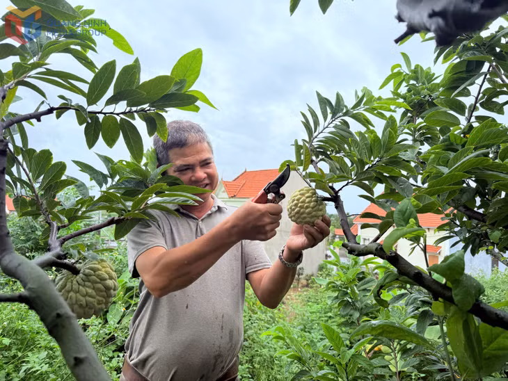 A residents of Binh Khe ward harvests custard apple.