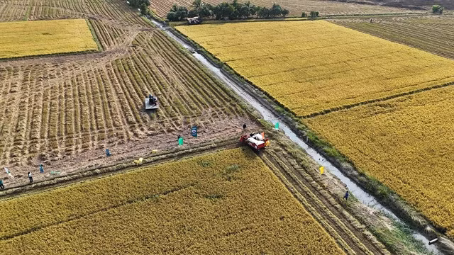 Harvesting rice grown in An Giang Province under the “Sustainable Development of One Million Hectares of High-Quality, Low-Emission Rice Associated with Green Growth in the Mekong Delta by 2030” programme. — VNA/VNS Photo Thanh Sang