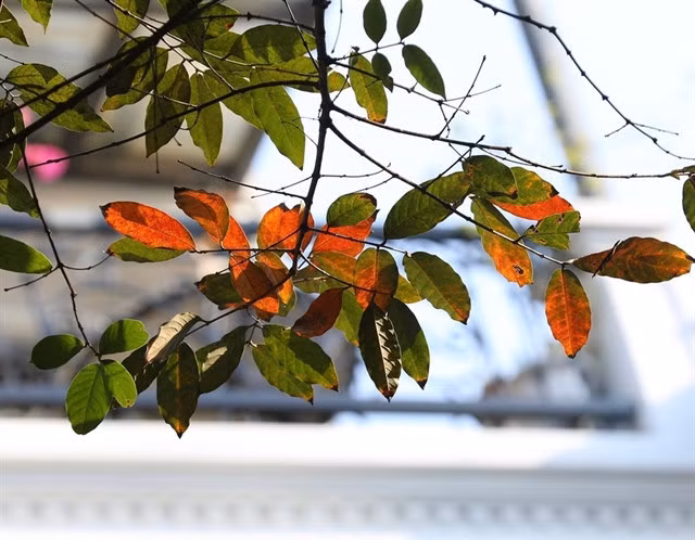 In autumn, Hà Nội comes alive with vibrant colours of fall foliage. VNA/VNS Photo
