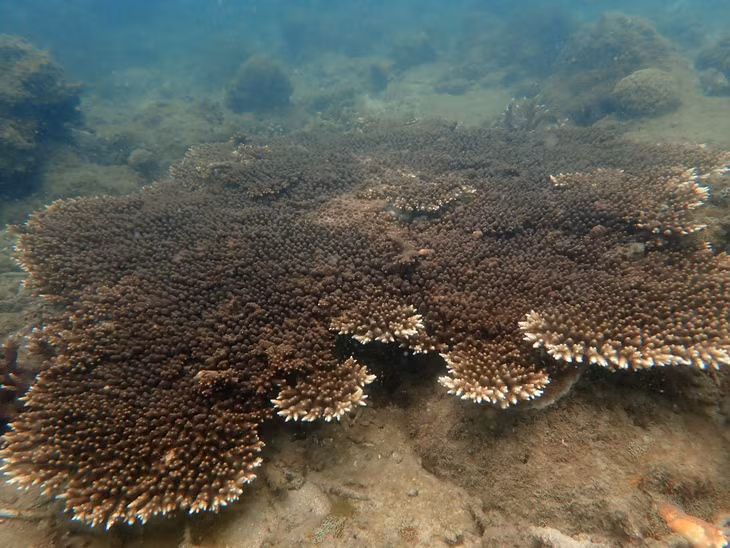 The marine area of Quang Ninh has rare coral species listed in the Red Book of Vietnam and on the way to recovery.