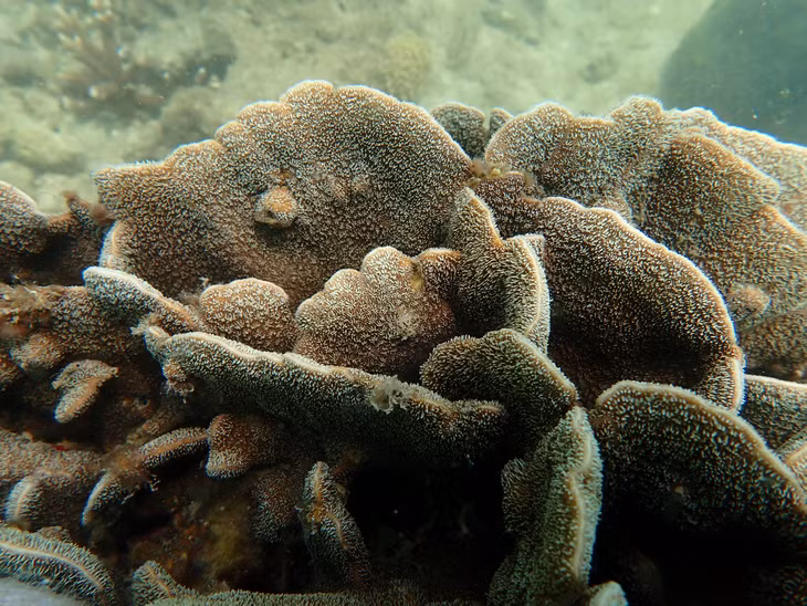 Hard corals also have a unique beauty.