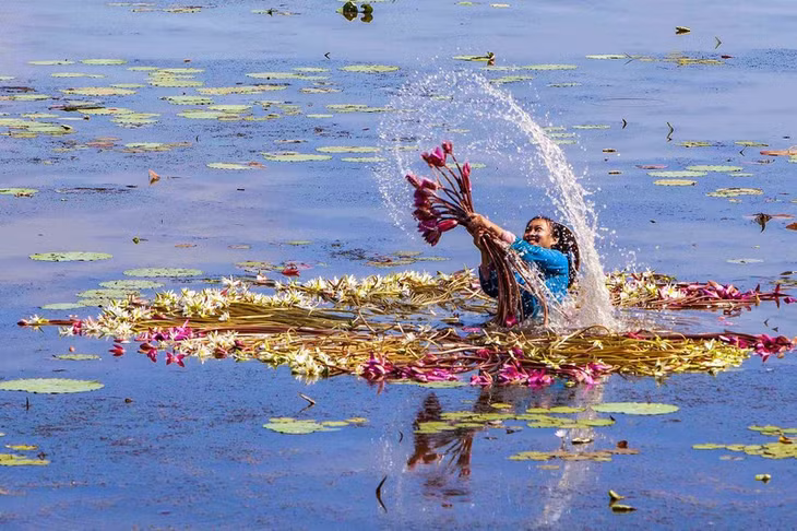 In the midst of the vast fields of water, water lilies jostle against each other. The picture of the floating season is vivid with the touch of pure white water lily petals, while showing off a sweet and gentle purple colour.