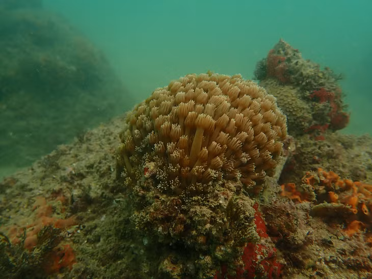 A coral looks like a bunch of flowers with countless flowers floating along the waves.