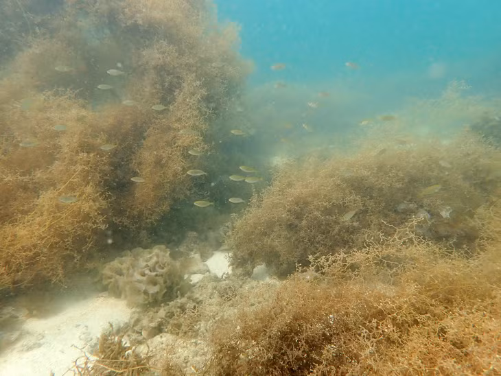 A school of fish live in coral reefs and seagrass beds.