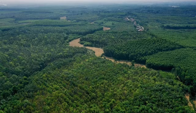 Forest in the central province of Quảng Trị, home to more than 252,000 ha of forest, of which natural forests cover over 140,000 ha. — VNA/VNS Photo Hồ Cầu