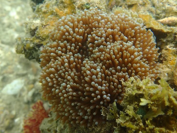 Corals are shaped like small mushrooms.