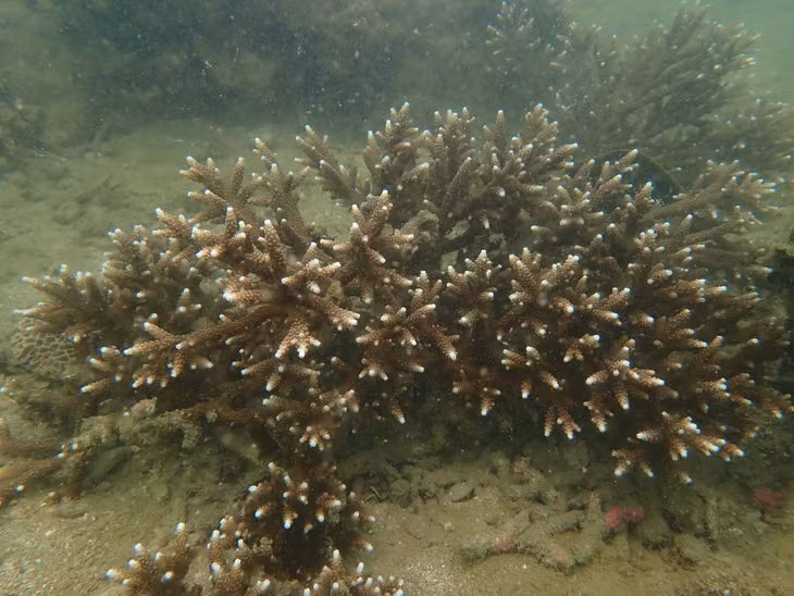 Branched corals are a group of rare and fast-growing species.