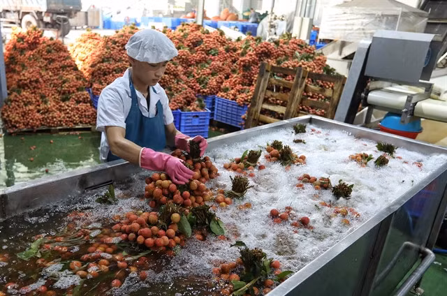 Pre-processing line of lychees at Global Export and Import Foodstuff Co in Bắc Giang Province. — VNA/VNS Photo Danh Lam