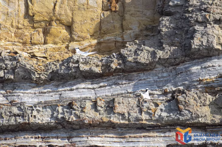 Seagulls nest on the cliffs of the island.