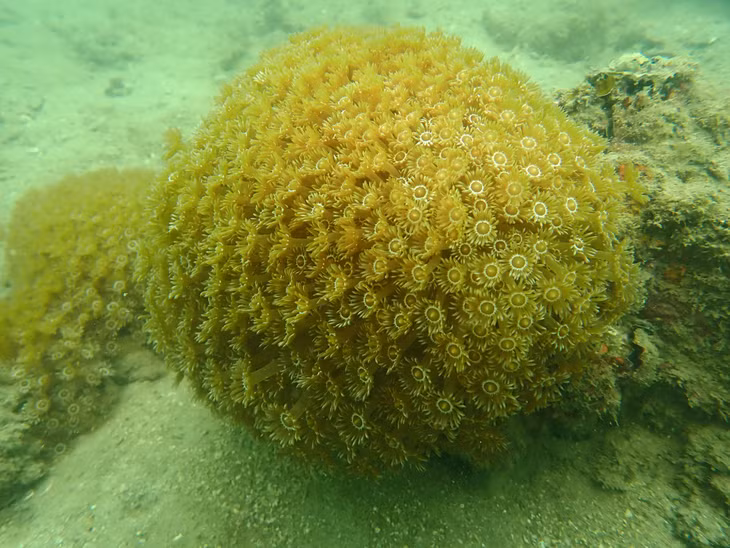 Soft corals are diverse in color and shape.