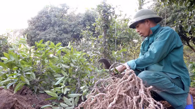 A man is harvesting ba kich (Morinda officinalis).