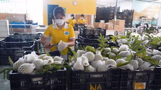 Bà Đen custard apples, a speciality of Tây Ninh Province, are processed in the Natani Joint Stock Company before being packed for export. VNA/VNS Photo Thanh Tân