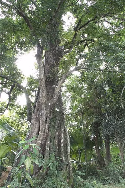 The 700-year-old gold apple in Hà Tĩnh's Kim Sơn Hamlet was recently recognised as a National Heritage Tree. Photo Trần Tuấn/laodong.vn