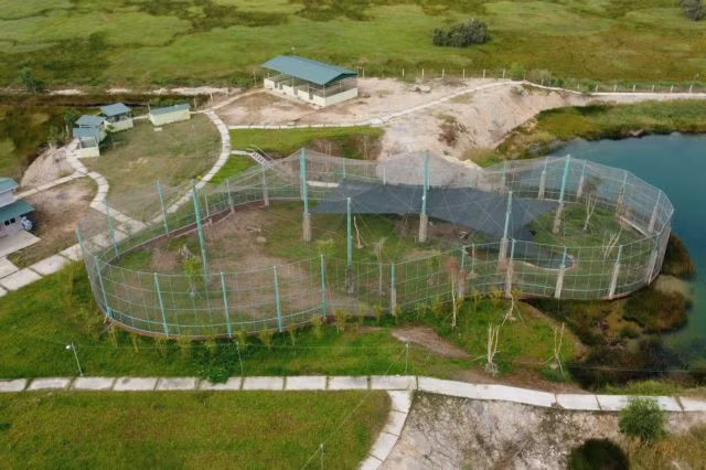 Đồng Tháp has rolled out a project aiming to revive the flocks of the bird at the Tràm Chim National Park, and restore the wetland habitat for many other species. — VNA/VNS Photo Nhựt An