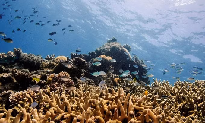 UNESCO welcomes $2.9B Australian investment in Great Barrier Reef