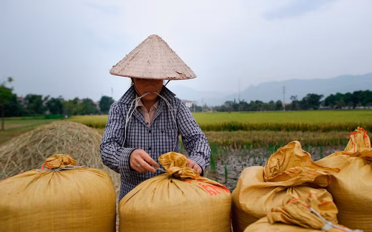 EVFTA brings benefits to rice exporters and farmers.