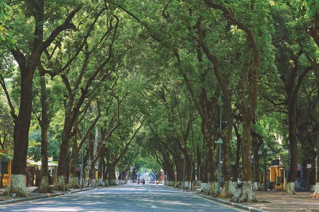 Phan Đình Phùng Street, known as one of the most romantic roads in Hà Nội. Ancient dracontomelum trees line the sidewalks.