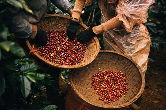 Farmers harvest coffee beans. Coffee is among Vietnamese products that have gained ground in the EU. Photo vinacafe.com.vn