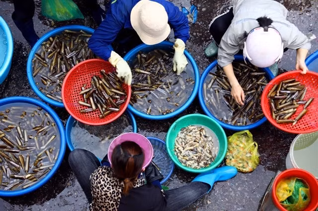 The most popular seafood are shrimp, crab, fish, squid and a variety of sea snails. — VNA/VNS Photo Huy Hùng