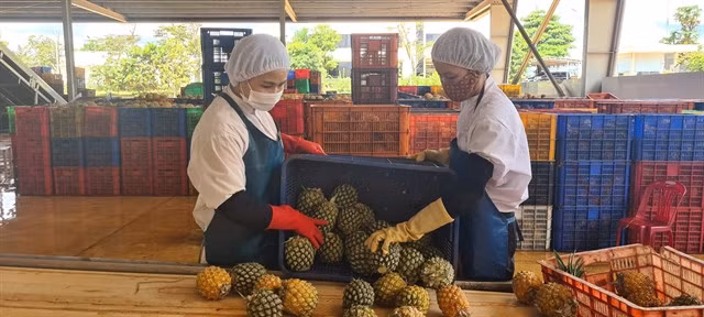 Pineapples are being processed for export at a Đồng Giao Foodstuff Export JSC factory in Gia Lai Province.
