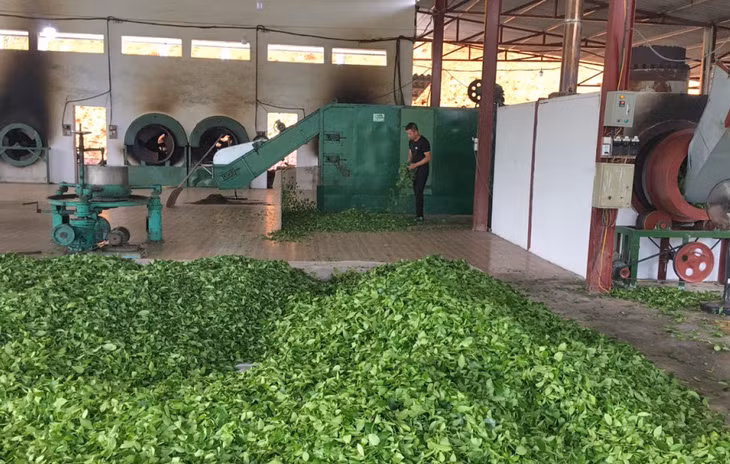 Chế biến chè Ngọc Thúy tại Cơ sở sản xuất chè Dũng Nga.