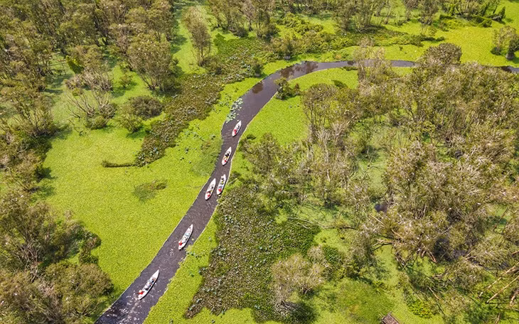 Tourists visit Tra Su Melaleuca forest, Van Giao Commune, Tinh Bien District, An Giang Province.