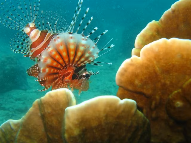 Coral is home to many sea creatures. Photo Nguyễn Hà Minh Trị