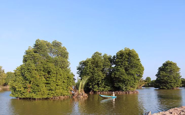 Planting mangroves combined with shrimp farming in Long Khanh Commune, Duyen Hai District, Tra Vinh Province. (Photo: Minh Khoi)