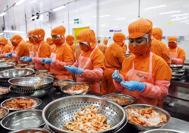 Processing shrimps for export.