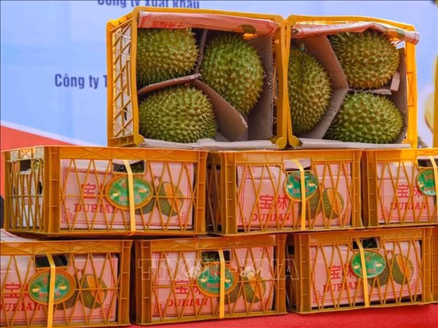 Growing agricultural export to match international standards hinh anh 2