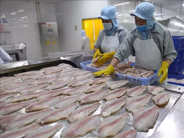 Good news for Vietnam’s tra fish exports to US hinh anh 1
