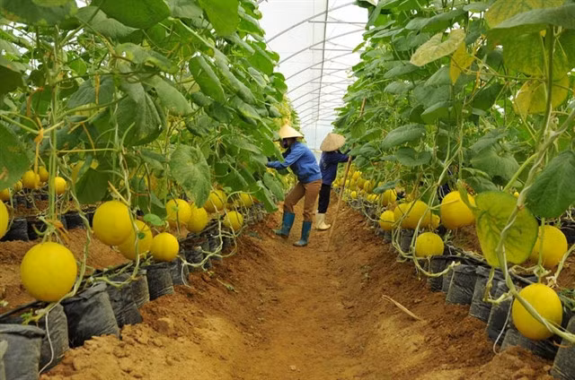 Workers at a high-tech farm in HCM City. VNA/VNS Photo